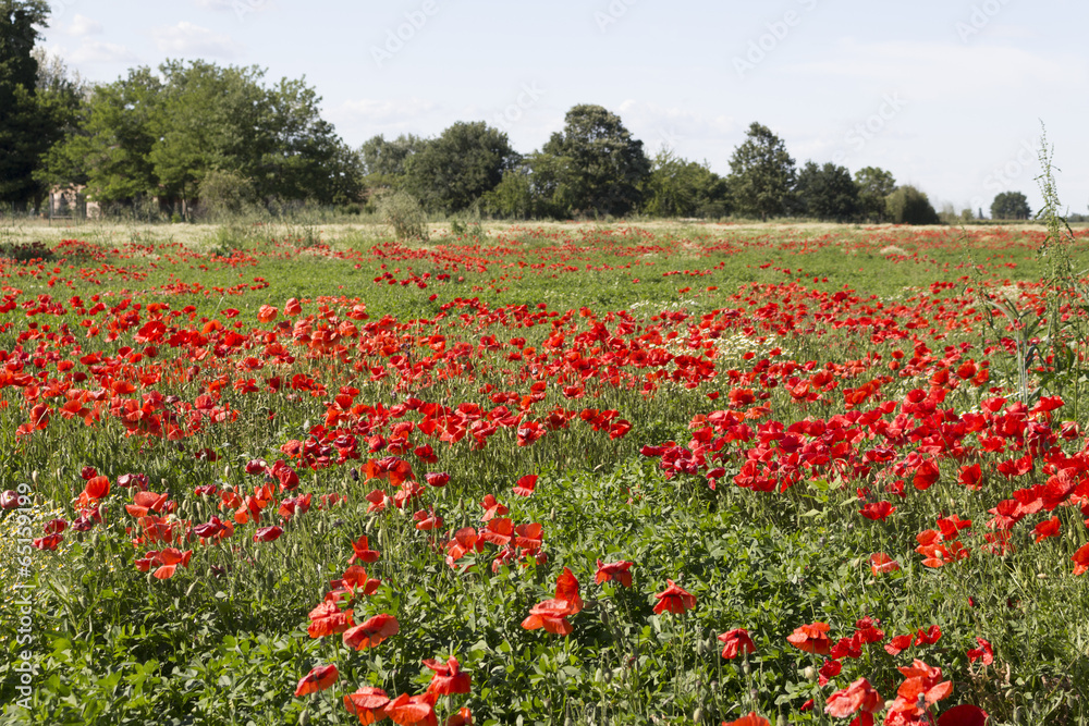 Red poppies fields