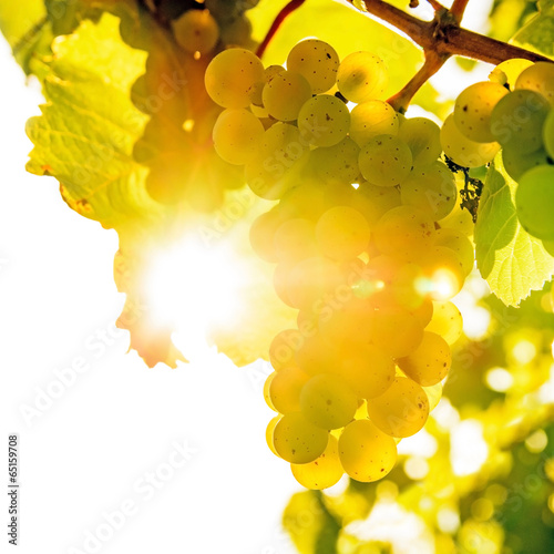Weinrebe im Gegenlicht bei Sonnenuntergang