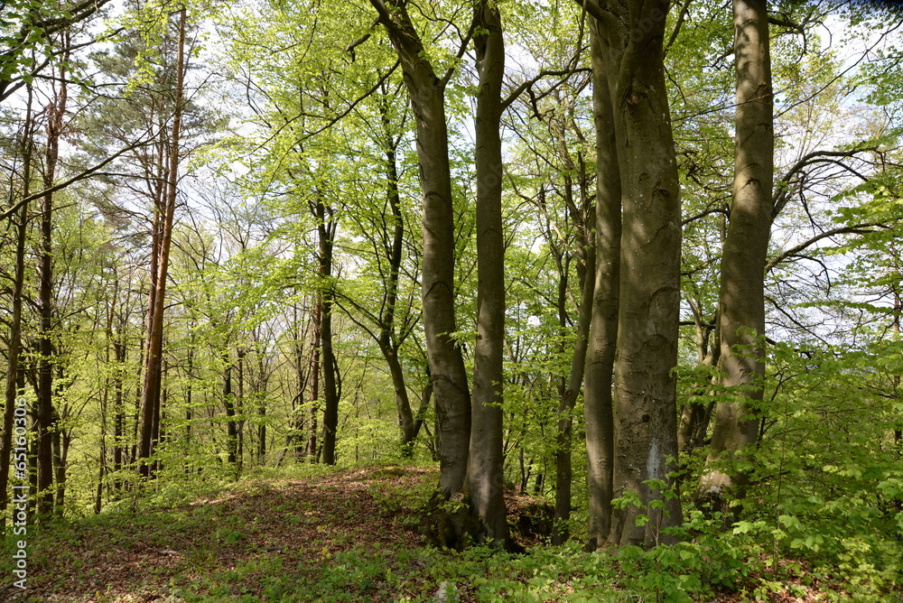 Obraz premium Fvühlingswald