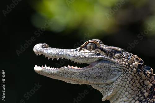 Portrait of a young alligator