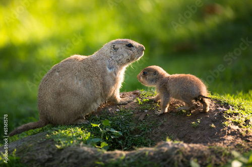 Cute black tailed prairie dog with a youngster