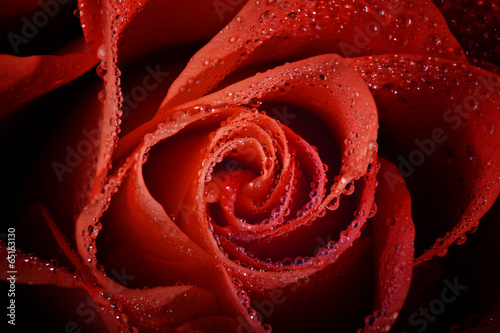 red rose with rain drops