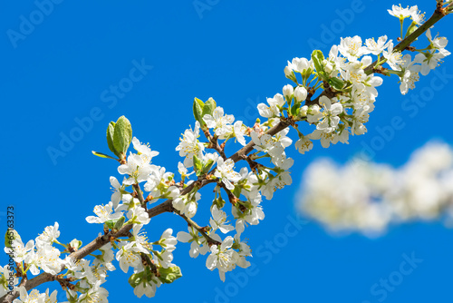 Plum flowers on a branch wi...