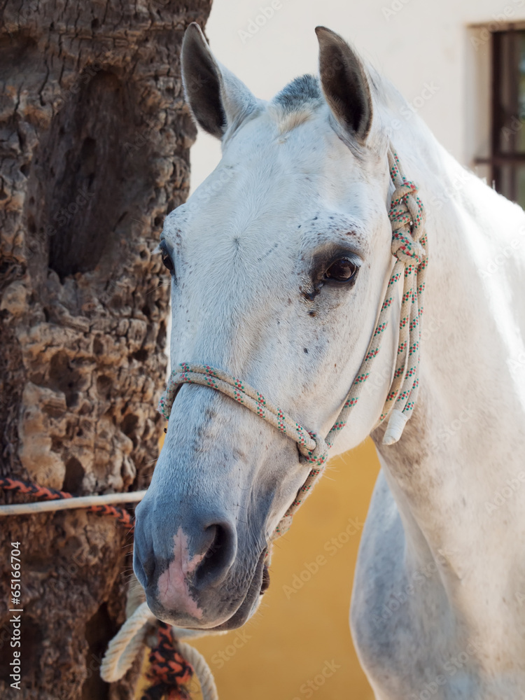 Obraz premium portrait of beautiful Andalusian white horse. close up