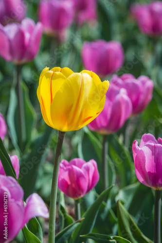 Fototapeta Naklejka Na Ścianę i Meble -  purple tulips