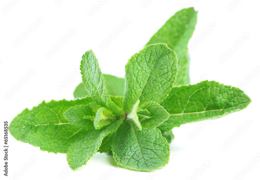 Mint isolated on white Mint isolated on white