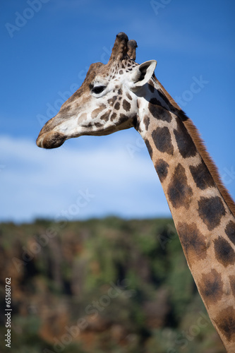 Giraffe profile