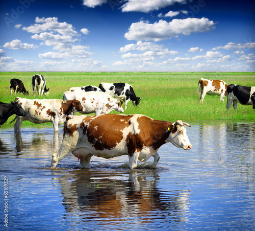cows on watering place
