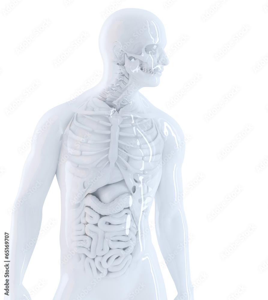 Human anatomy. Isolated, contains clipping path