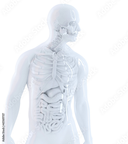 Human anatomy. Isolated  contains clipping path