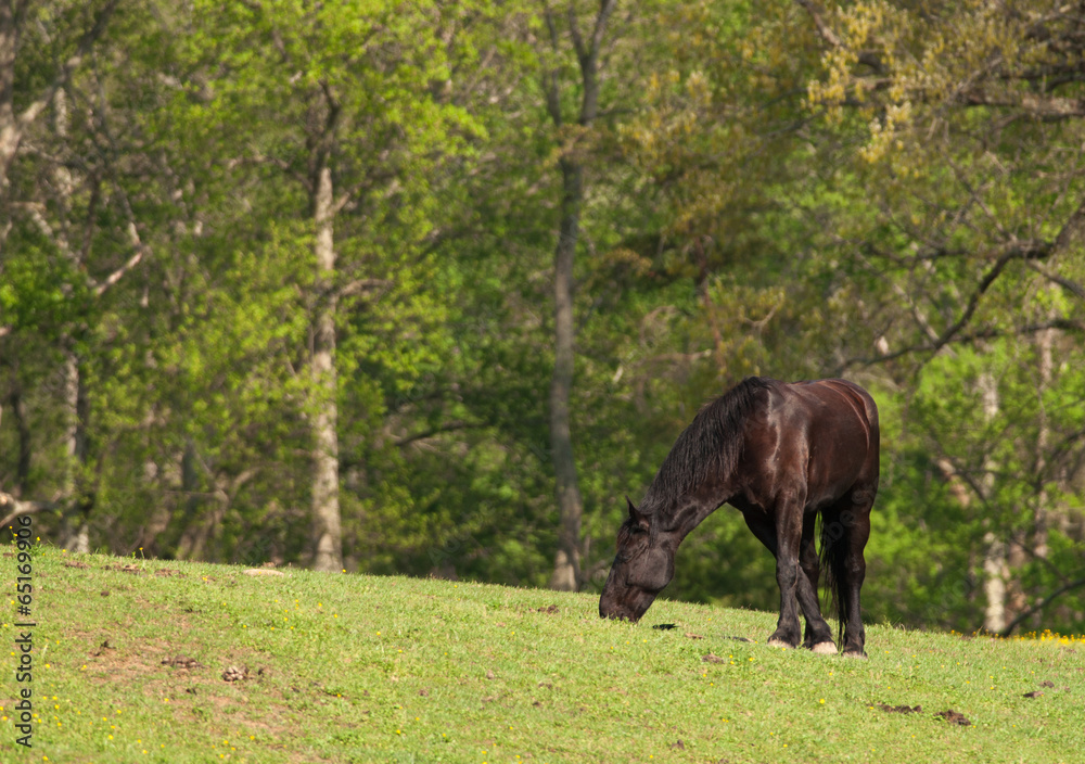 Grazing Horse