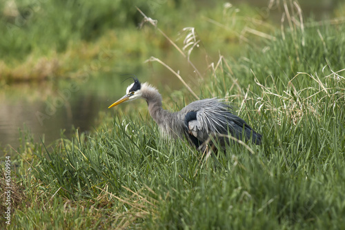 Heron runffles its feathers.