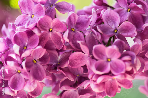 Purple lilac close-up