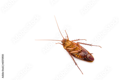 cockroach lying with egg in bottom on white