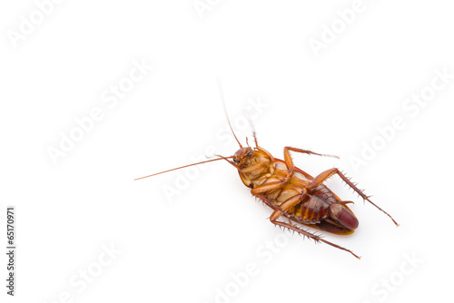 cockroach lying with egg in bottom on white