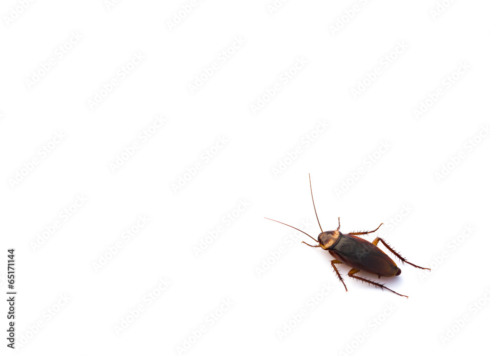 cockroach on white with copy space cockroach on white with copy space