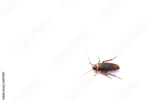 cockroach on white with copy space