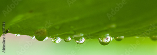 Foto Dew drop on green background