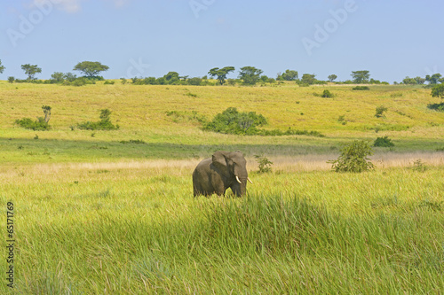 African Elephant on the Savannah