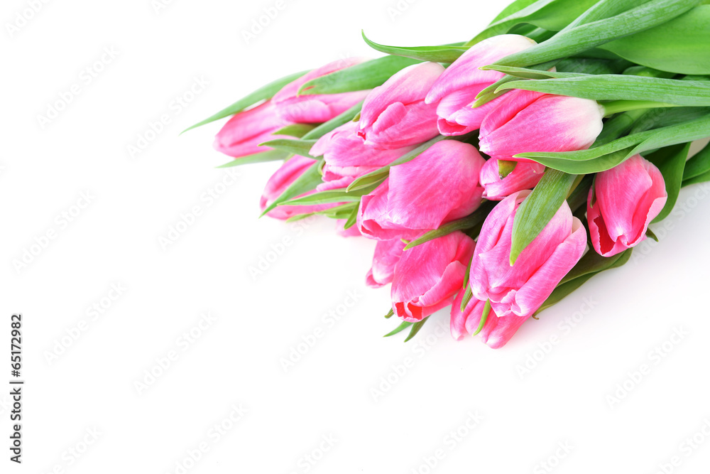 Obraz premium pink tulips