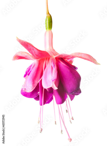 Fototapeta Naklejka Na Ścianę i Meble -  blossoming lilac and white fuchsia, isolated on white background