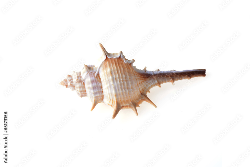 sea shell sea shell
