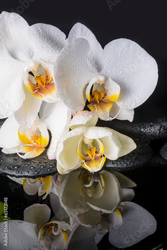spa concept of white orchid (phalaenopsis), zen stones with drop