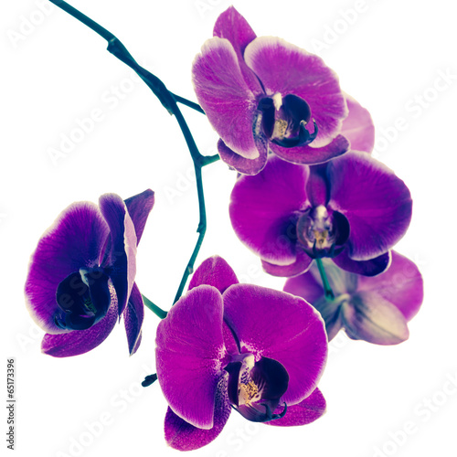 Fototapeta Naklejka Na Ścianę i Meble -  Blooming purple orchid flower, phalaenopsis, vintage style