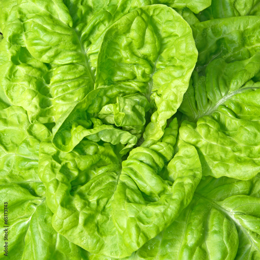 Fototapeta premium Kopfsalat - Lactuca sativa
