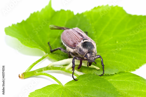 May beetle on a green leaf