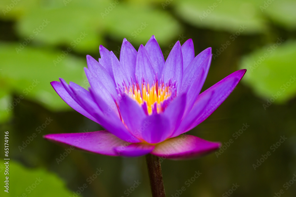 A vibrant purple lily blooming in a pond. A vibrant purple lily blooming in a pond.