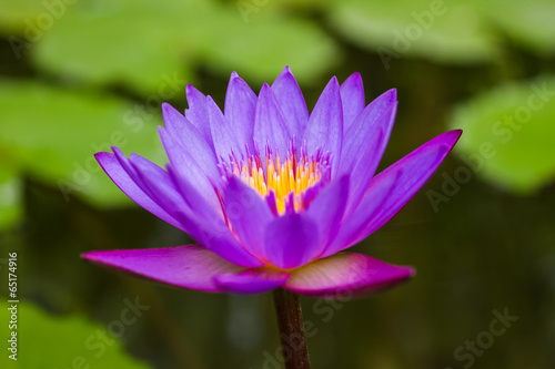 A vibrant purple lily blooming in a pond.