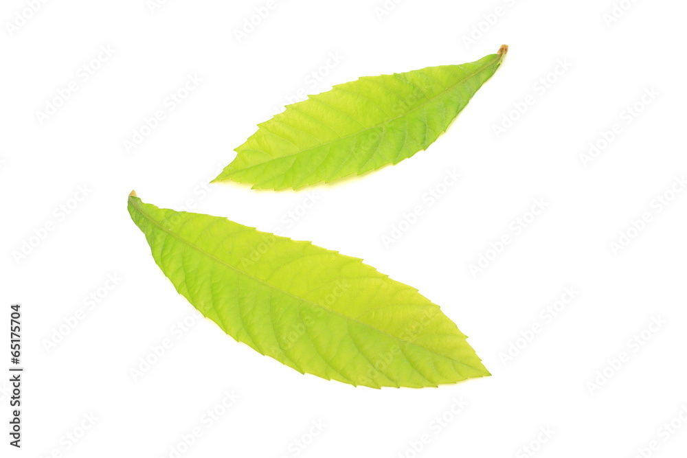 Obraz premium ビワの若菜