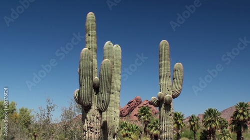 Giant Saguaro ( Carnegiea gigantea) at Papago park. Arizona photo