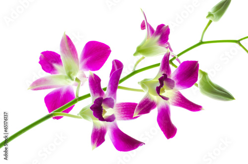 Orchind isolated white background