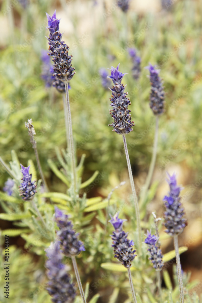 Obraz premium Lavendel