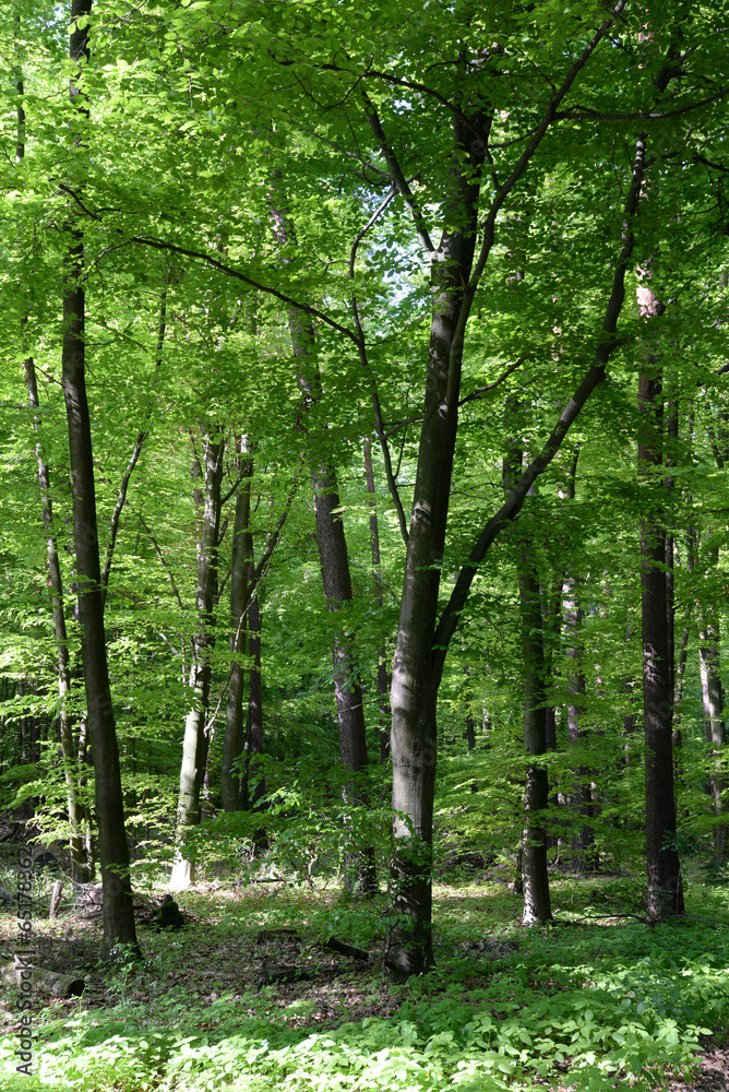 Obraz premium Frühlingswald