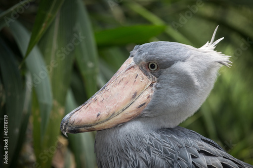 Shoebill, Abu Markub (Balaeniceps rex) photo