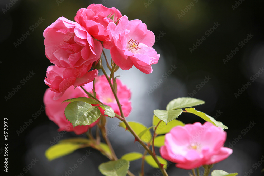 Obraz premium The image of flower