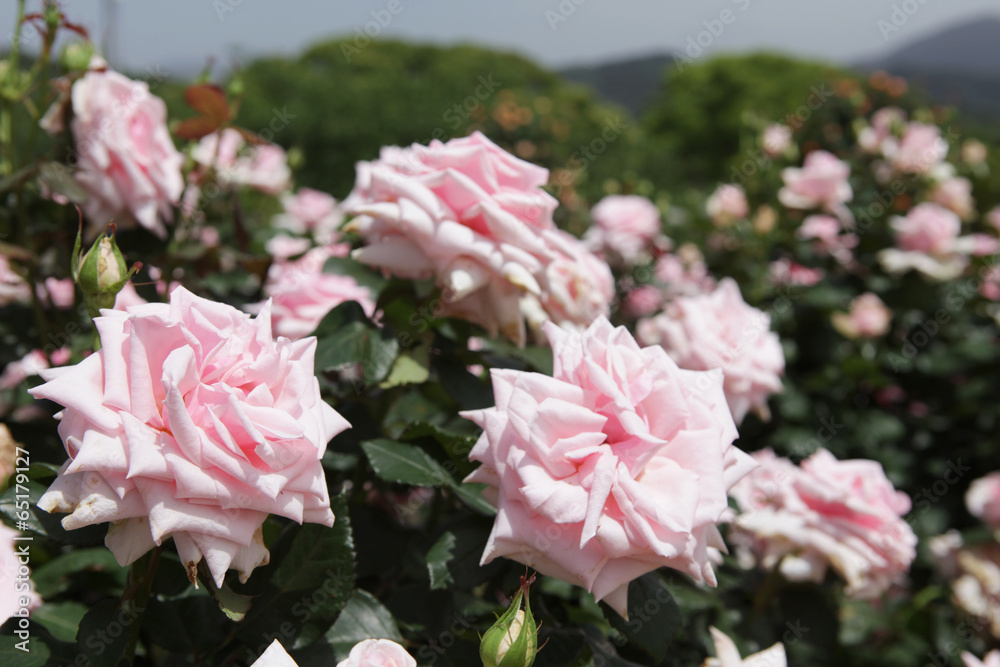 The image of beautiful nature The image of beautiful nature
