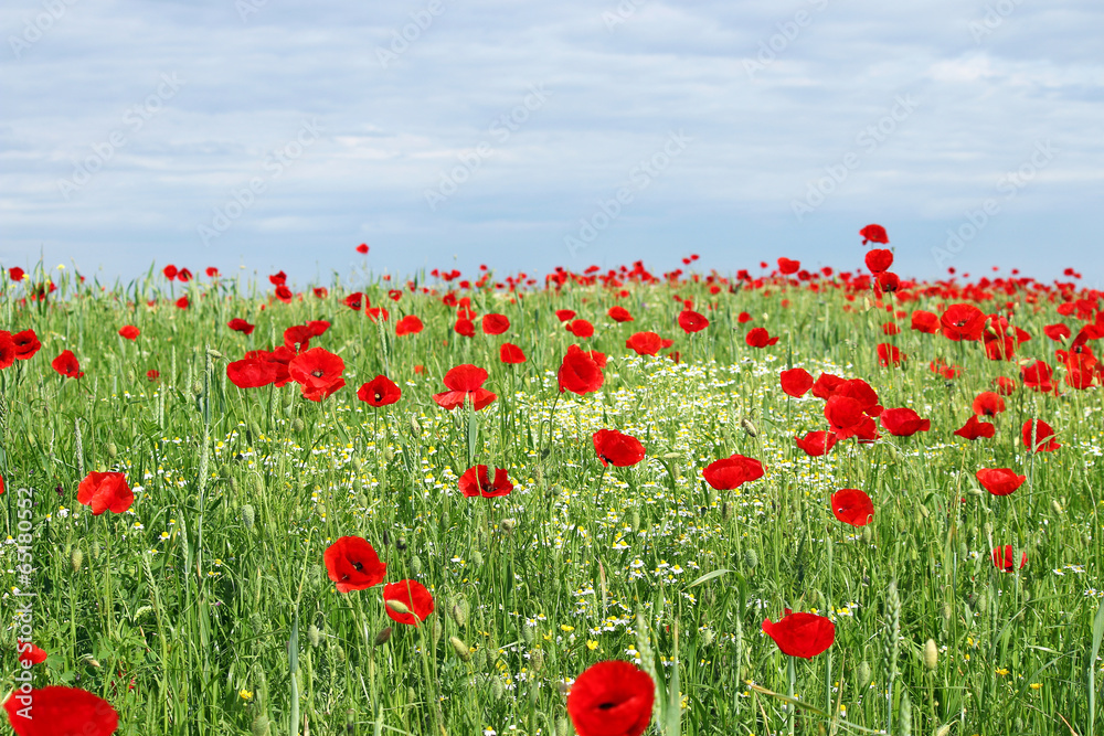 green field red poppy flowers and blue sky