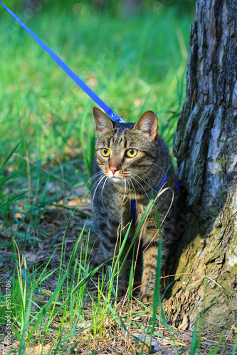 tabby cat on a leash in park