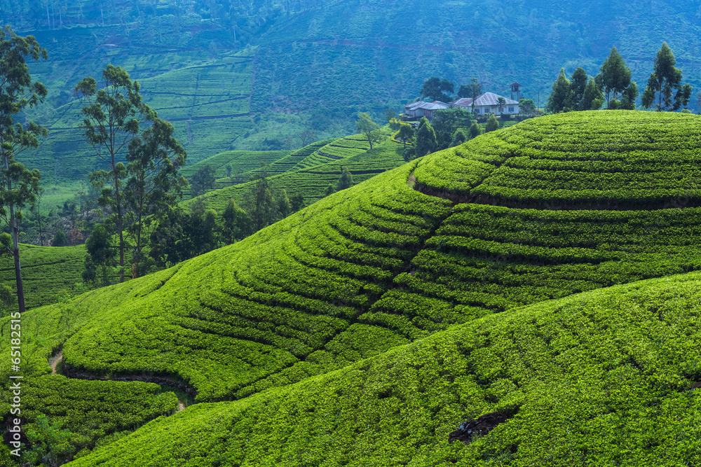 beautiful tea plantation in Hatton Srilanka