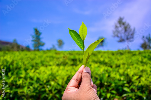 hand holding a piece of green tea leaf