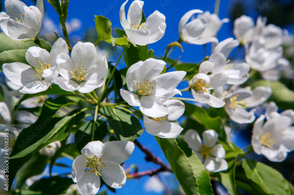 apple blossom apple blossom
