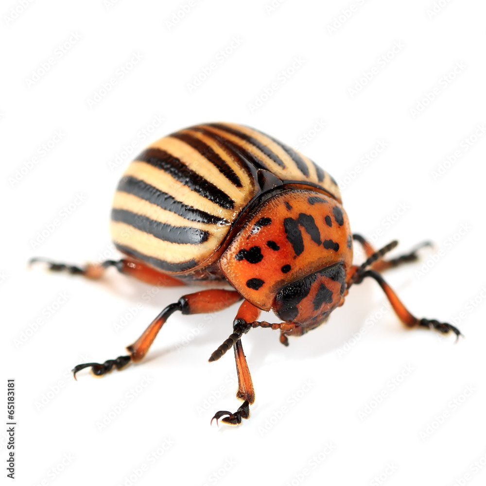 colorado beetle colorado beetle