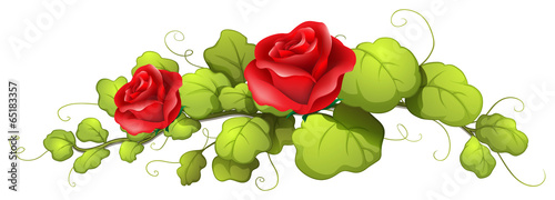 A rose flower