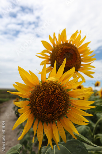 The image of beautiful flower