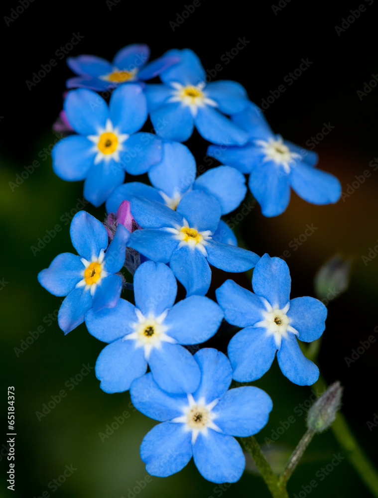 forget me not forget me not
