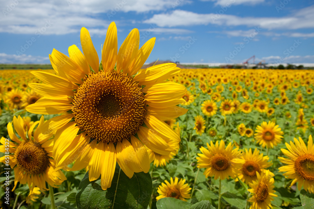 Fototapeta premium The image of beautiful flower
